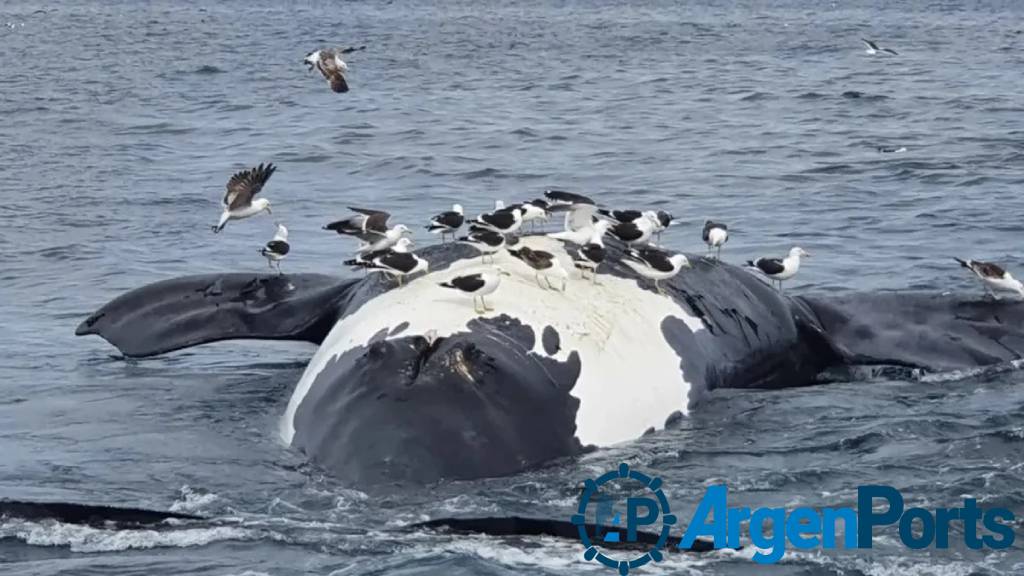 ballena muerta valdes